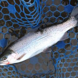 ニューロッド入魂！ ～天竜川ルアーフライ専用区～